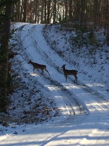 Driveway before the rain