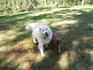 Dogs in the Wild while surrounded by an Invisible Fence