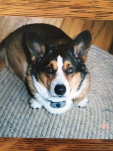 The Rocker's First Dog