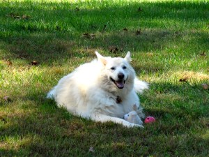 Buddha Bear in the Blue Ridge