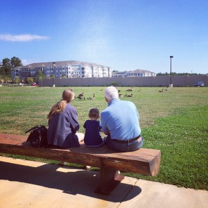 Sitting on a Bench to Watch Geese
