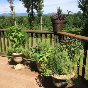 Basil is ready for Pesto